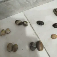 مهر  سنگ انگشتر تسبیح