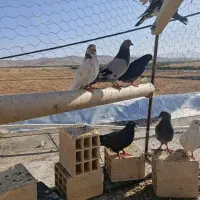 پرنده|پرنده|کیار, |دیوار