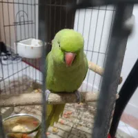 طوطی ملنگو ماده