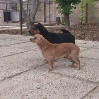 سگ پاکوتاه