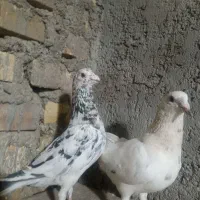 کبوتر نرو ماده