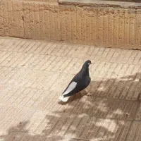 ساده سیاه