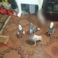 کفتر رنگه