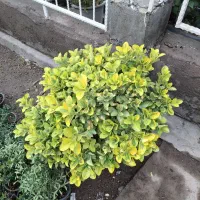 شمشاد طلایی و سبز