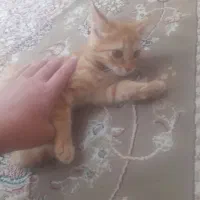 واگذاری‌‌رایگان