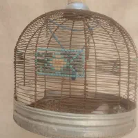 پرنده خاکی رام و دهن زن