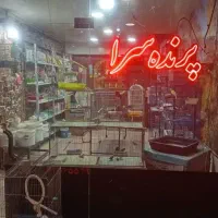 پرنده سرا طوقی مرغ عشق فنج طوطی عروس کبوتربرزیلی