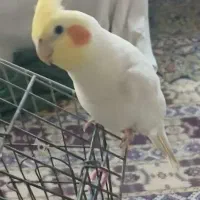 عروس هلندی سخنگو