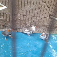 سه تا فنچ باقفس