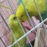 مرغ عشق|پرنده|کلاچای, |دیوار