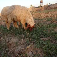 بره نر عربی