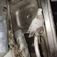 کبوتر تخفیف دار