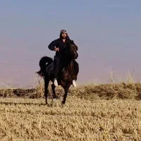 اسب مادیون با کُره سه ماهه