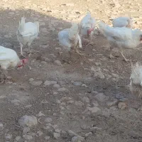 مرغ تخم گذار