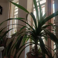 گل سوسن خاردار