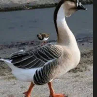 تخم قوغاز و گلین