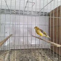 تعدادی قناری نر و ماده