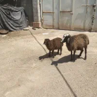 گوسفند با ماده