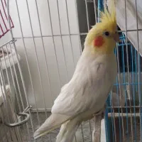عروس هلندی نر