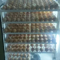 دستگاه جوجه‌کشی ۵۰۴ تایی فاخته مدل ۱۳۹۹