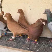 ۶تاکبوتر زرد و سرخ کرمونی