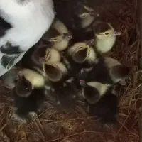جوجه اردک اسرائیلی ۳ روزه