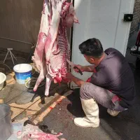 قصاب وسلاخ حرفه ای مجرب صفرتاصد