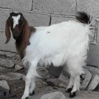 بزتیشتر