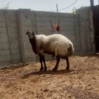 قوچ افغان