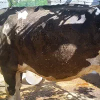 فروش گاو و گوساله سیمنتال