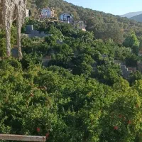زمین گویم زیتون ۴