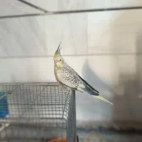 عروس هلندی