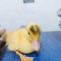 فروش جوجه اردک اسرائیلی (روسی) و بوقلمون
