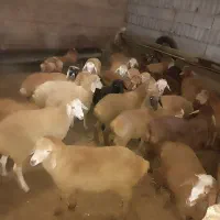 بره نژاد مغان