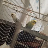 مرغ عشق جفت