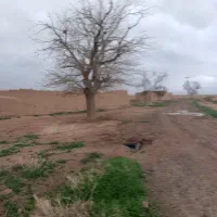10هکتار-زمین-کشاورزی-24ساعت-آب-چاه-عمیق