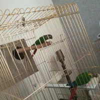 جفت گرینچیک یلوساید مولد