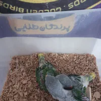 پیش فروش جوجه شاه طوطی سرلاکی اسکندر بزرگ