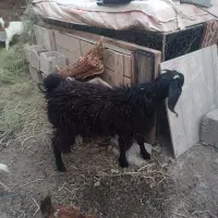 دوتاکعره ماده