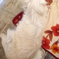 سگ پاکوتاه