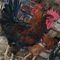 خروس جوانه