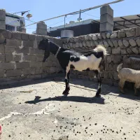 بز کاموری درجه یک