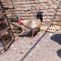 خروس و دوتا مرغ با قفس