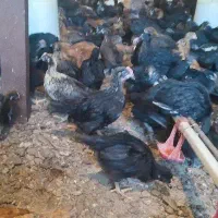 جوجه گلپایگان مرغ خروس سیاه تاقچه جهادی نیمچه