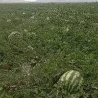 هندوانه گرد درجه یک همدان