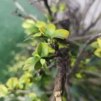 رهن و اجاره خانه مستقل طبقه اول بالا