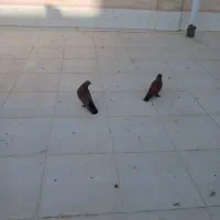 تعدادی کبوتر جهته فروش