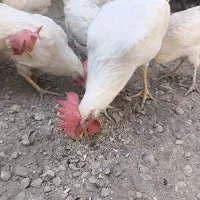 مرغ و خروس سفید