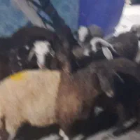 ۱۰ راس بره نر فروشی
