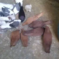 کبوتر